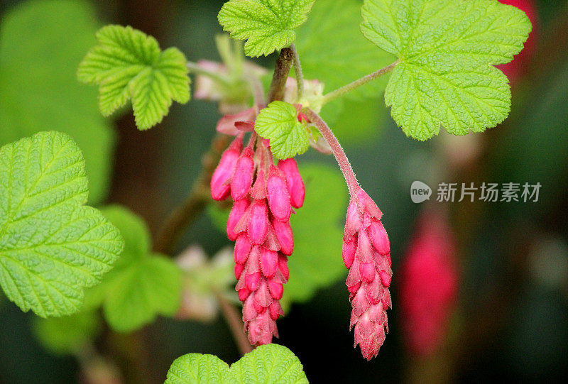 开花红醋栗(ribes rubrum)近照